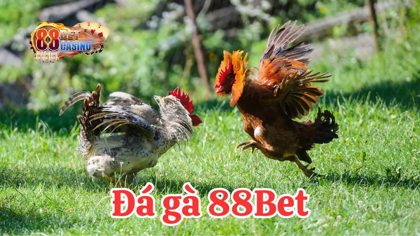 Khám phá sảnh Đá Gà Trực Tuyến 88Bet